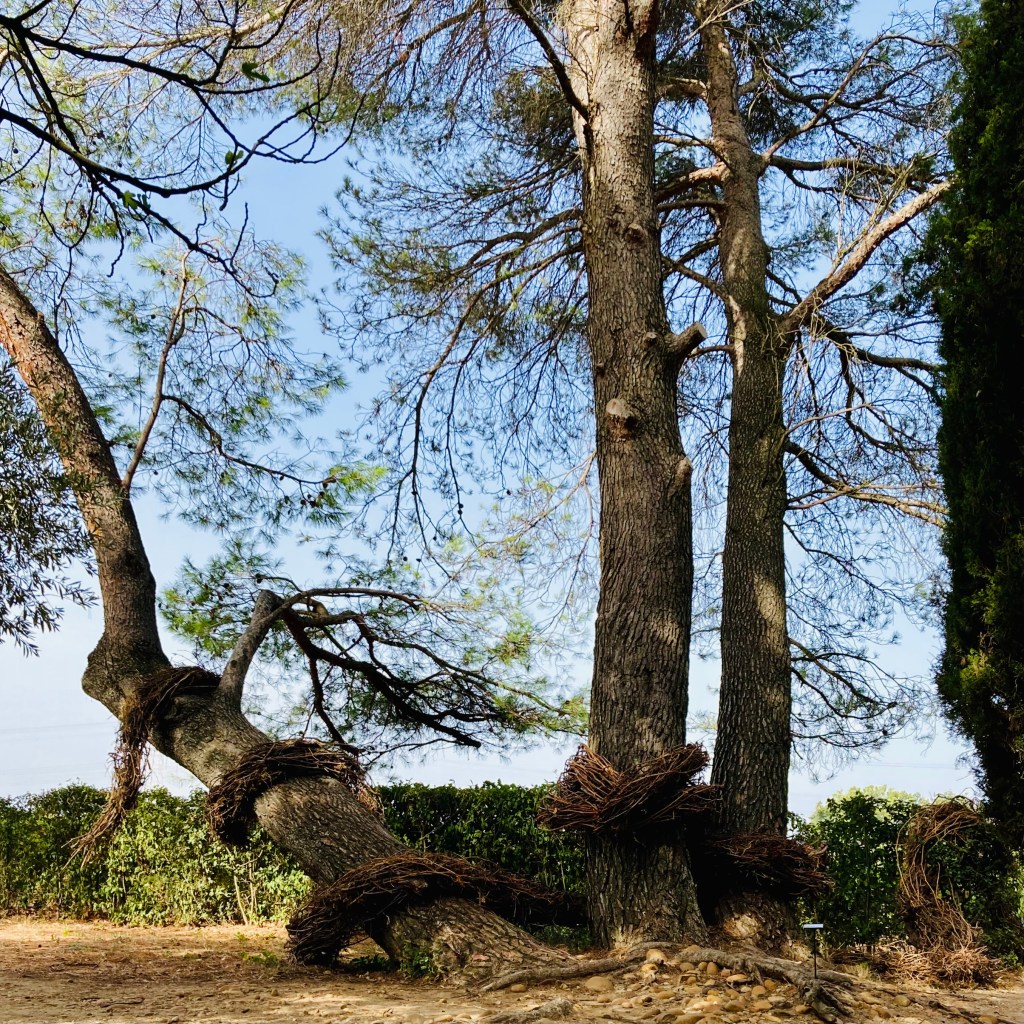 TANT QUE LA VIGNE POUSSE… Château de Bosc, Domazan (30) Septembre 2023 à février&nbsp;2024